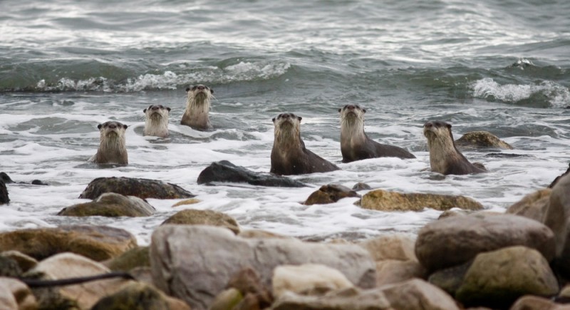 Cape Clawless Otter