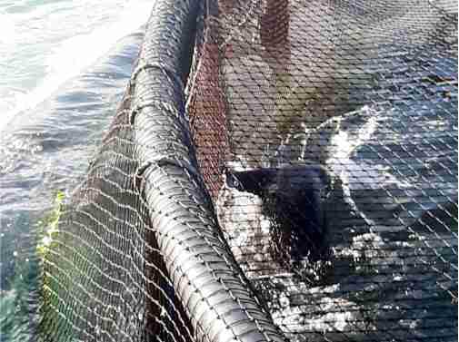 Langebaan seals in cages1