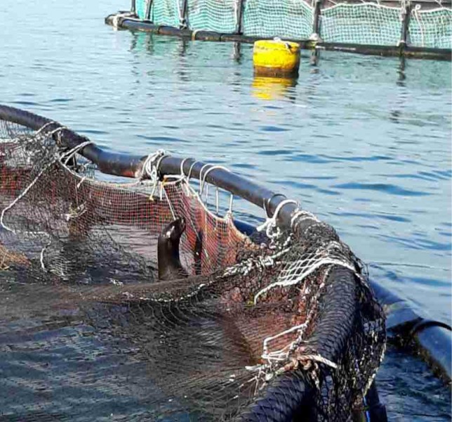 Langebaan seals in cages2