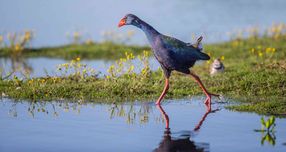 birds Jean du Plessis10 8