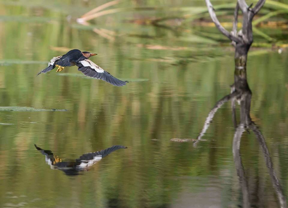 birds Jean du Plessis13 17