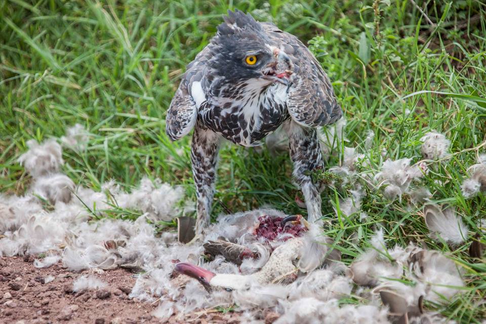 birds Jean du Plessis17 2