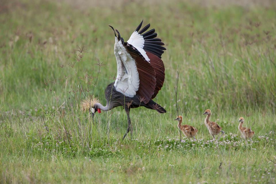 birds Jean du Plessis20 5