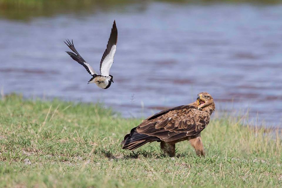 birds Jean du Plessis21 6