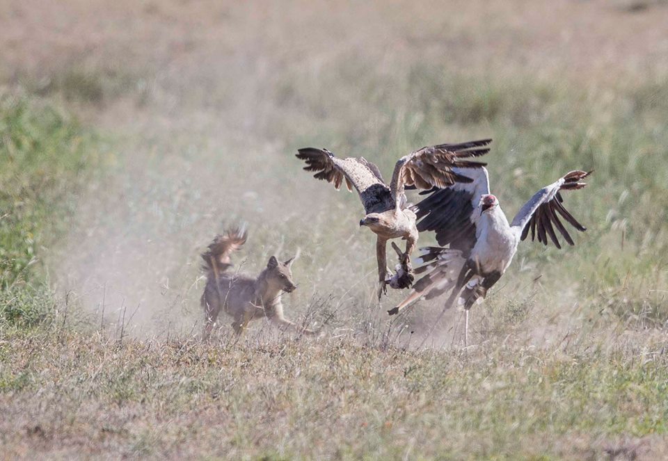 birds Jean du Plessis23 8