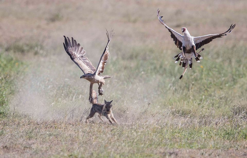 birds Jean du Plessis26 11