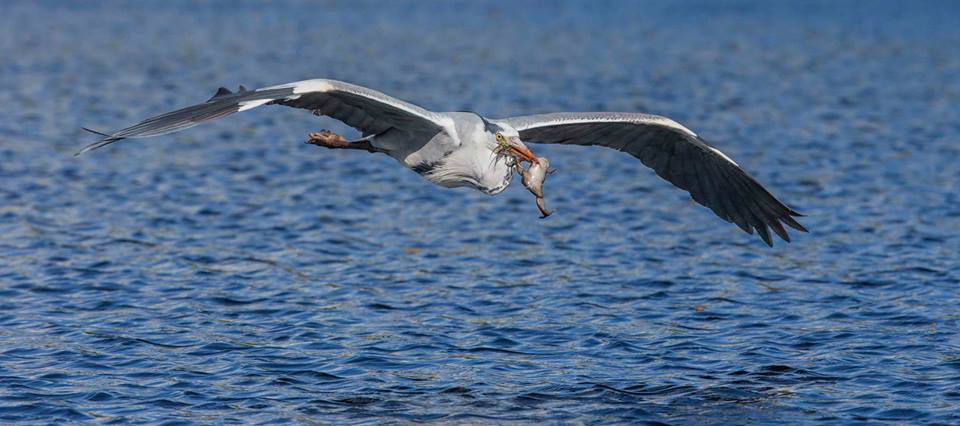 birds Jean du Plessis28 12