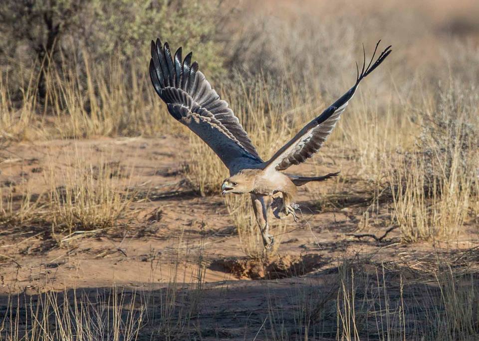 birds Jean du plessis12 16