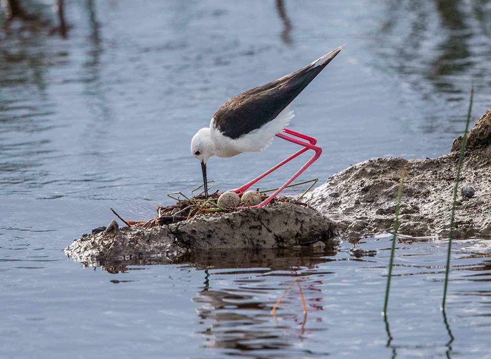 birds jean du Plessis1 14