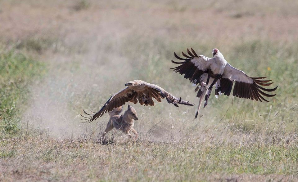 birds jean du Plessis25 10