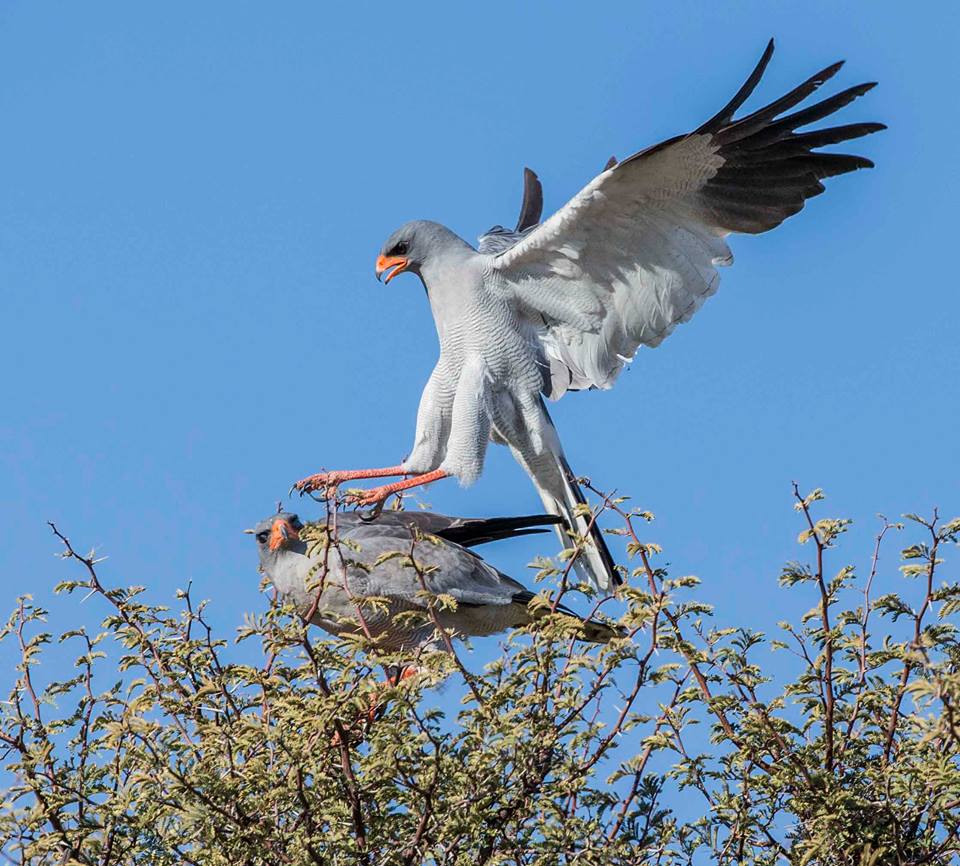 birds jean du plessis11 15