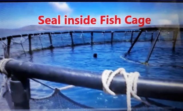 aqua seal in cage