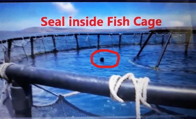 aqua seal in cage LI