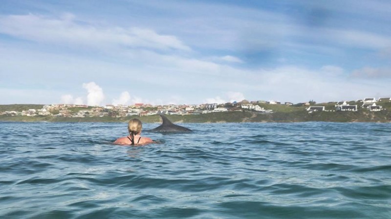 dolfyne in Boggomsbaai albie spies1