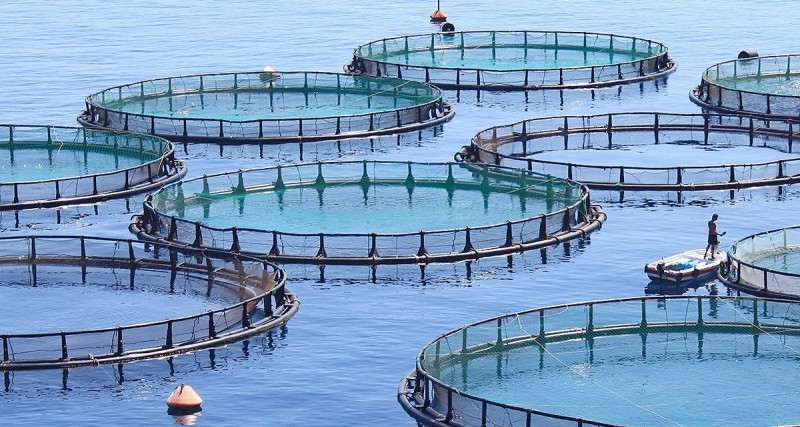 fish farm