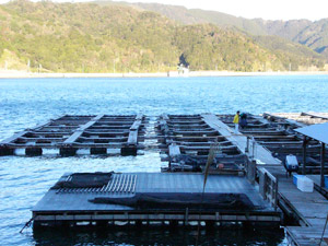 fish farms japan