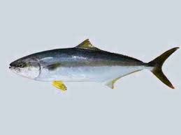 yellowtail