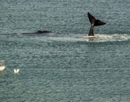 43128061 2257209601176961 66246224113565696 n