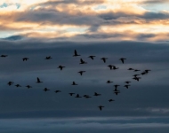 41990615 2249720665259188 1312247190512467968 n