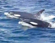 32858256 2144761492421773 5943555986802343936 n