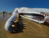 40530059 10156482434040242 199089068657606656 n