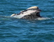 40276267 2237793909785197 795314315564417024 n