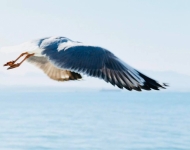 42581068 2253823584848896 5143397321790193664 n