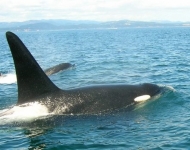 32881997 2144761405755115 6795566413294600192 n