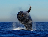 37266574 2194776904086898 7078420048737468416 o